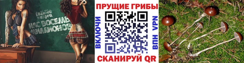 Галлюциногенные грибы прущие грибы  площадка клад  Красноармейск 